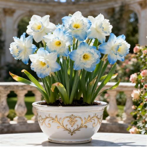 Seltene Narzissen/Stark duftend/Winterharte Narzissen/Dekorative Zimmerpflanze/Langlebige Schnittblume/Pflegeleicht/Kräftige Stiele-6 PCS-C Seltene Narzissen/Stark duftend/Winterharte Narzissen/Dekorative Zimmerpflanze/Langlebige Schnittblume/Pflegeleicht/Kräftige Stiele-6 PCS-C von KJERTIZCVB