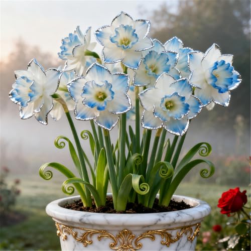 Seltene Narzissen/Stark duftend/Winterharte Narzissen/Dekorative Zimmerpflanze/Langlebige Schnittblume/Pflegeleicht/Kräftige Stiele-6 PCS-G Seltene Narzissen/Stark duftend/Winterharte Narzissen/Dekorative Zimmerpflanze/Langlebige Schnittblume/Pflegeleicht/Kräftige Stiele-6 PCS-G von KJERTIZCVB