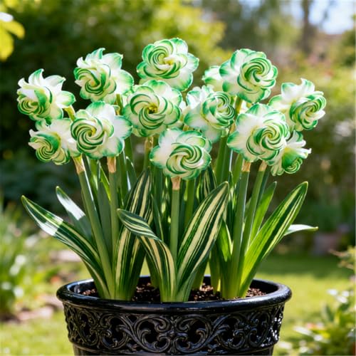 Seltene Narzissen/Stark duftend/Winterharte Narzissen/Dekorative Zimmerpflanze/Langlebige Schnittblume/Pflegeleicht/Kräftige Stiele-6 PCS-I Seltene Narzissen/Stark duftend/Winterharte Narzissen/Dekorative Zimmerpflanze/Langlebige Schnittblume/Pflegeleicht/Kräftige Stiele-6 PCS-I von KJERTIZCVB