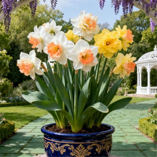 Seltene Narzissen/Stark duftend/Winterharte Narzissen/Zimmerdeko/Langlebige Schnittblume/Blühend/Pflegeleicht/Mehrjährig-4 PCS-F Seltene Narzissen/Stark duftend/Winterharte Narzissen/Zimmerdeko/Langlebige Schnittblume/Blühend/Pflegeleicht/Mehrjährig-4 PCS-F von KJERTIZCVB