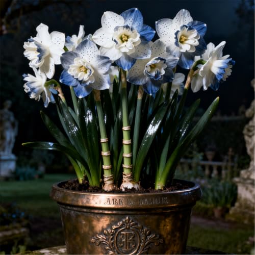 Seltene Narzissen/Stark duftend/Winterharte Narzissen/Zimmerdeko/Langlebige Schnittblume/Blühend/Pflegeleicht-4 PCS-G von KJERTIZCVB
