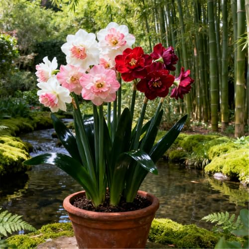 Seltene Narzissen/Stark duftend/Winterharte Narzissen/Zimmerdeko/Langlebige Schnittblume/Blühend/Pflegeleicht-4 PCS-I Seltene Narzissen/Stark duftend/Winterharte Narzissen/Zimmerdeko/Langlebige Schnittblume/Blühend/Pflegeleicht-4 PCS-I von KJERTIZCVB