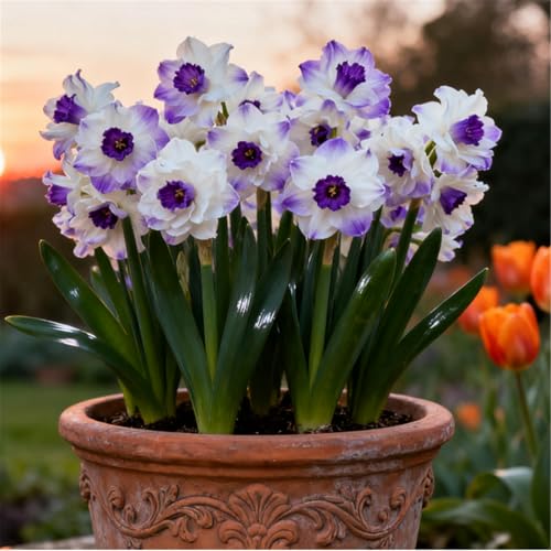 Seltene Narzissen/Stark duftend/Winterharte Narzissen/Zimmerdeko/Langlebige Schnittblume/Blühend/Pflegeleicht-4 PCS-J Seltene Narzissen/Stark duftend/Winterharte Narzissen/Zimmerdeko/Langlebige Schnittblume/Blühend/Pflegeleicht-4 PCS-J von KJERTIZCVB