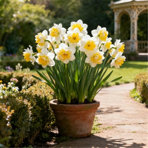 Seltene Narzissen/Stark duftend/Winterharte Narzissen/Zimmerdeko/Langlebige Schnittblume/Blühend/Pflegeleicht-6 PCS-A Seltene Narzissen/Stark duftend/Winterharte Narzissen/Zimmerdeko/Langlebige Schnittblume/Blühend/Pflegeleicht-6 PCS-A von KJERTIZCVB