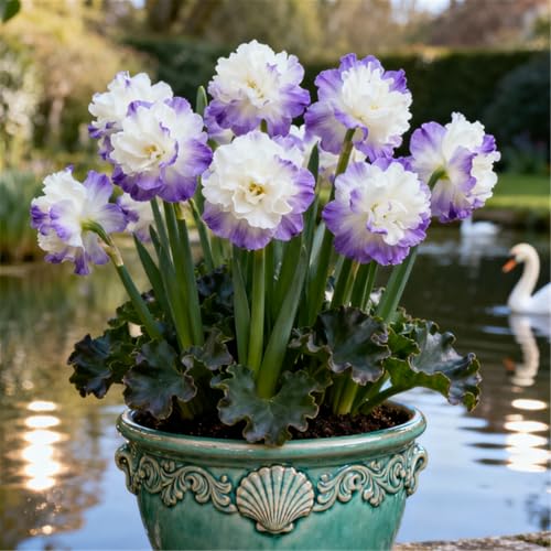 Seltene Narzissen/Stark duftend/Winterharte Narzissen/Zimmerdeko/Schnittblumen/Blumenarrangements/Pflegeleicht-2 PCS-G Seltene Narzissen/Stark duftend/Winterharte Narzissen/Zimmerdeko/Schnittblumen/Blumenarrangements/Pflegeleicht-2 PCS-G von KJERTIZCVB