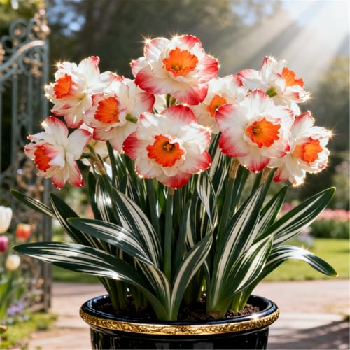 Seltene Narzissen/Stark duftend/Winterharte Narzissen/Zimmerdeko/Schnittblumen/Blumenarrangements/Pflegeleicht-4 PCS-A Seltene Narzissen/Stark duftend/Winterharte Narzissen/Zimmerdeko/Schnittblumen/Blumenarrangements/Pflegeleicht-4 PCS-A von KJERTIZCVB