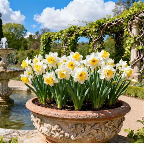 Seltene Narzissen/Stark duftend/Winterharte Narzissen/Zimmerdeko/Schnittblumen/Blumenarrangements/Pflegeleicht-4 PCS-J von KJERTIZCVB