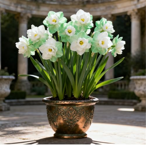 Seltene Narzissen/Stark duftend/Winterharte Narzissen/Zimmerdeko/Schnittblumen/Blumenarrangements/Pflegeleicht-6 PCS-F Seltene Narzissen/Stark duftend/Winterharte Narzissen/Zimmerdeko/Schnittblumen/Blumenarrangements/Pflegeleicht-6 PCS-F von KJERTIZCVB