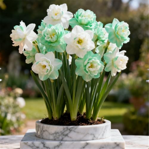 Seltene Narzissen/Stark duftend/Winterharte Narzissen/Zimmerdeko/Schnittblumen/Blumenarrangements-4 PCS-A Seltene Narzissen/Stark duftend/Winterharte Narzissen/Zimmerdeko/Schnittblumen/Blumenarrangements-4 PCS-A von KJERTIZCVB