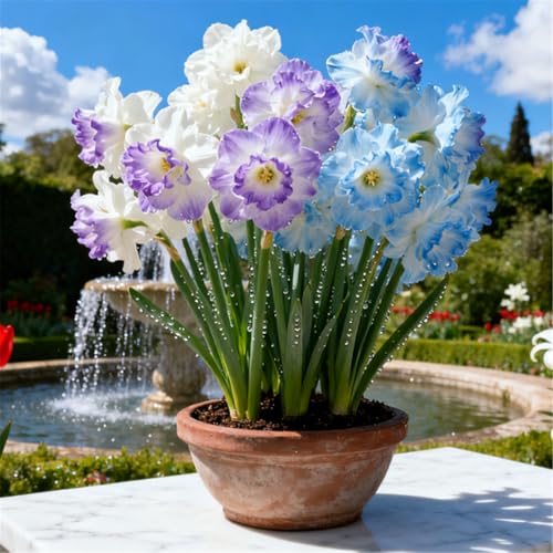 Seltene Narzissen/Stark duftend/Winterharte Narzissen/Zimmerdeko/Schnittblumen/Blumenarrangements-6 PCS-F Seltene Narzissen/Stark duftend/Winterharte Narzissen/Zimmerdeko/Schnittblumen/Blumenarrangements-6 PCS-F von KJERTIZCVB