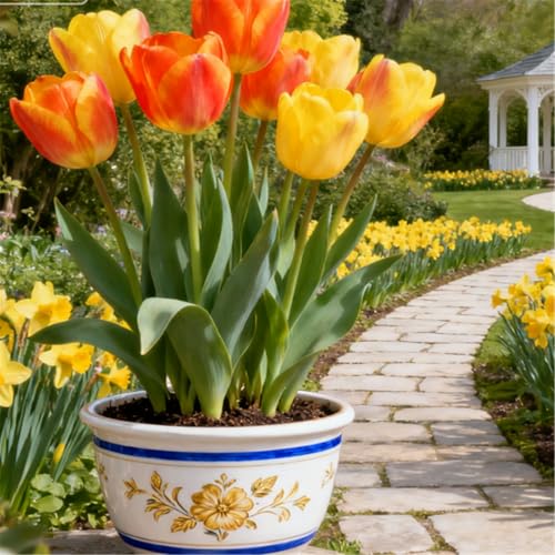 Seltene Tulpen/Tulipa/winterharte mehrjährige Gartendekoration/frühfrühlingsblühend-15 PCS-C Seltene Tulpen/Tulipa/winterharte mehrjährige Gartendekoration/frühfrühlingsblühend-15 PCS-C von KJERTIZCVB