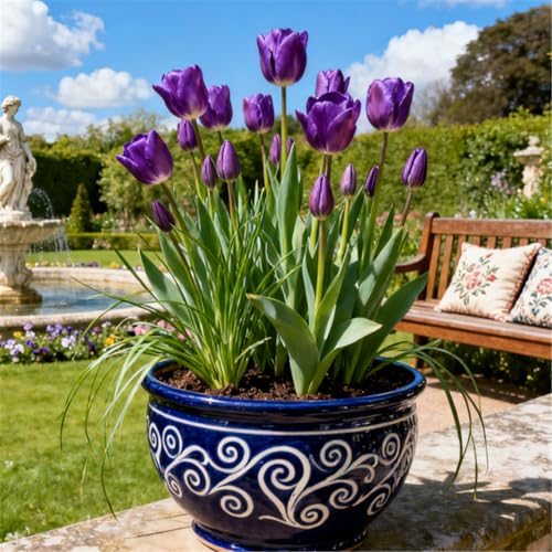 Seltene Tulpen/Tulipa/winterharte mehrjährige Gartendekoration/frühfrühlingsblühend-4 PCS-F Seltene Tulpen/Tulipa/winterharte mehrjährige Gartendekoration/frühfrühlingsblühend-4 PCS-F von KJERTIZCVB