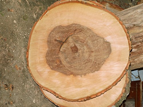 KJR Holzmanufaktur Baumscheibe, Holzscheibe, ca.50x5 cm, basteln, Holz, Esche von KJR Holzmanufaktur