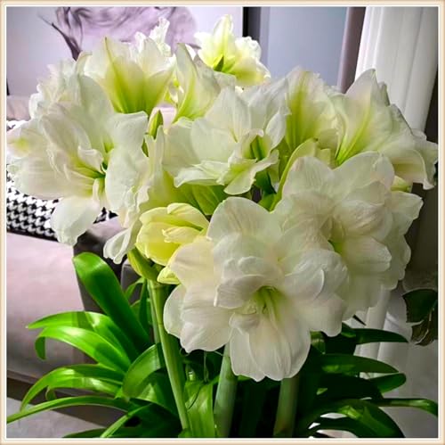 Amaryllis zwiebeln Maryllis pflanze Hausgartendekoration Winterharte Stauden Amaryllis zwiebeln Maryllis pflanze Hausgartendekoration Winterharte Stauden von KKFJFKJL