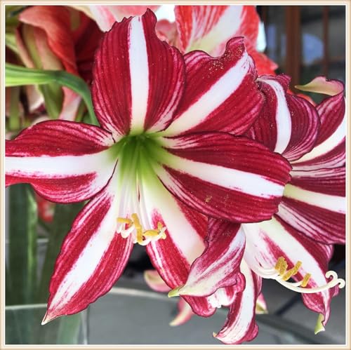 Amaryllis zwiebeln Winterhart Mehrjährig Eine Starke Pflanze Mit Gutem Wachstum Gemischte Jade Schnitzerei Fühlt Gartenarbeit Zwiebeln Amaryllis zwiebeln Winterhart Mehrjährig Eine Starke Pflanze Mit Gutem Wachstum Gemischte Jade Schnitzerei Fühlt Gartenarbeit Zwiebeln von KKFJFKJL