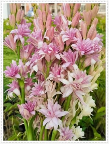 Tuberose Zwiebeln Tuberose Zwiebeln Gartenarbeit Mit Gutem Pflanze Winterhart Wachstum Gemischt Tuberose Zwiebeln Tuberose Zwiebeln Gartenarbeit Mit Gutem Pflanze Winterhart Wachstum Gemischt von KKFJFKJL