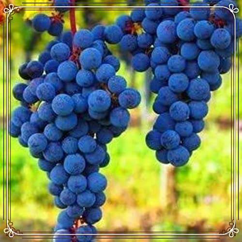 Weinreben Vitis Rhizom-vinifera Weinreben Kernlose Tafel Trauben -4Rhizom-d von KKFJFKJL