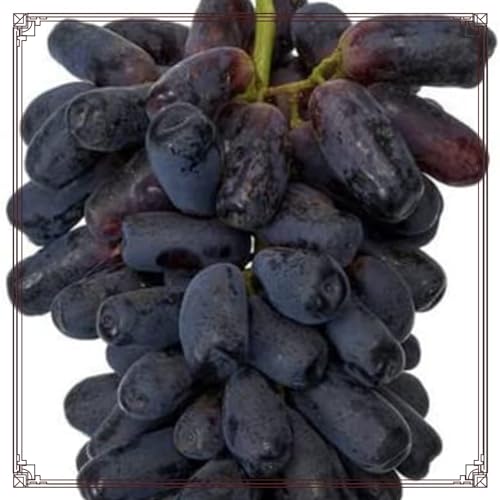 Weinreben Vitis Rhizom-vinifera Weinreben Kernlose Tafel Trauben -5Rhizom-c von KKFJFKJL