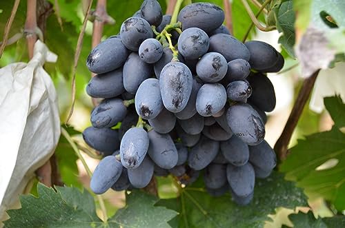Weinreben Vitis Rhizom-vinifera Weinreben Kernlose Tafel Trauben -5Rhizom-e von KKFJFKJL