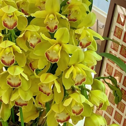 faberi Rolfe - Orchid - Extrem kältebeständig - Leuchtende Farben -10Zwiebeln-j von KKFJFKJL