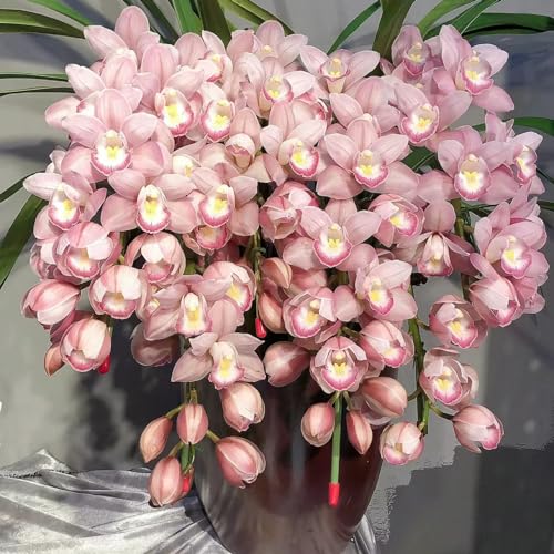 faberi Rolfe - Orchid - Extrem kältebeständig - Leuchtende Farben -15Zwiebeln-b von KKFJFKJL