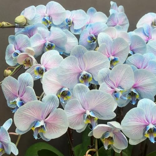 faberi Rolfe - Orchid - Extrem kältebeständig - Leuchtende Farben -15Zwiebeln-g von KKFJFKJL