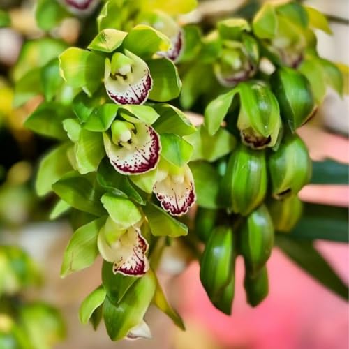 faberi Rolfe - Orchid - Extrem kältebeständig - Leuchtende Farben -15Zwiebeln-h von KKFJFKJL