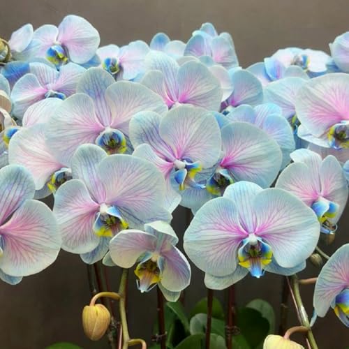 faberi Rolfe - Orchid - Extrem kältebeständig - Leuchtende Farben -15Zwiebeln-i von KKFJFKJL