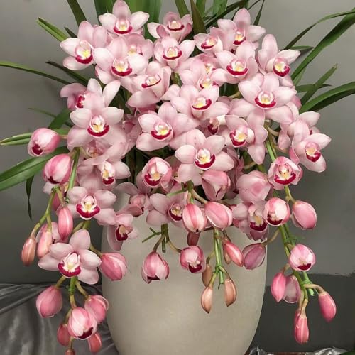 faberi Rolfe - Orchid - Extrem kältebeständig - Leuchtende Farben -3Zwiebeln-f von KKFJFKJL