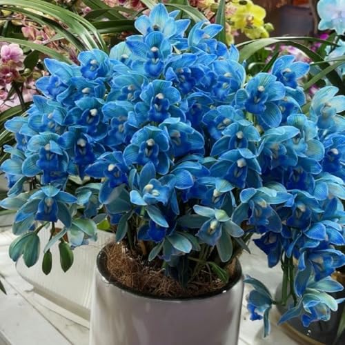faberi Rolfe - Orchid - Extrem kältebeständig - Leuchtende Farben -5Zwiebeln-a von KKFJFKJL