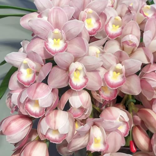 faberi Rolfe - Orchid - Extrem kältebeständig - Leuchtende Farben -5Zwiebeln-d von KKFJFKJL