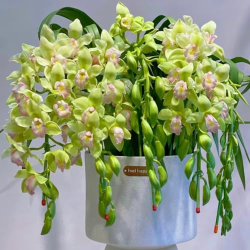 faberi Rolfe - Orchid - Extrem kältebeständig - Leuchtende Farben -5Zwiebeln-e von KKFJFKJL