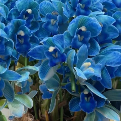 faberi Rolfe - Orchid - Extrem kältebeständig - Leuchtende Farben -8Zwiebeln-c von KKFJFKJL