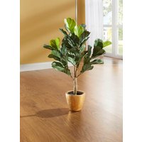 Feigenblattpflanze im Topf Feigenblattpflanze im Topf von KLINGEL DE