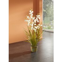 Gras im Topf Gras im Topf von KLINGEL DE