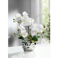 Orchidee im Topf Orchidee im Topf von KLINGEL DE