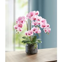 Orchideen-Gesteck im Topf Orchideen-Gesteck im Topf von KLINGEL DE