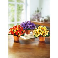 Stiefmütterchen, 3er-Set Stiefmütterchen, 3er-Set von KLINGEL DE