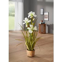 Wunderschöne Lilie im Topf Wunderschöne Lilie im Topf von KLINGEL DE