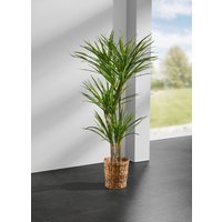 Yucca-Palme im Topf Yucca-Palme im Topf von KLINGEL DE