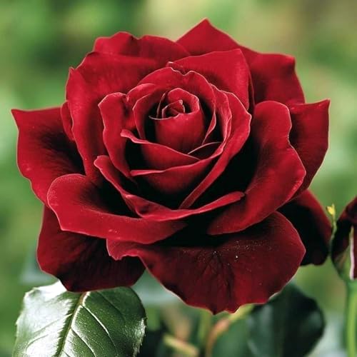 Pflegeleicht Rosen-Rhizom, Überraschend wachsend, Winterhart Mehrjährig, Geeignet für Frühling und Herbst, Kein Gießen Erforderlich-2 Rhizom-B von KMIODS