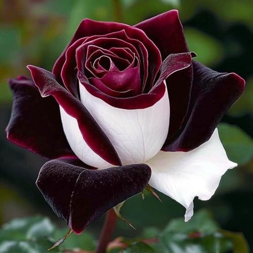 Pflegeleicht Rosen-Rhizom, Überraschend wachsend, Winterhart Mehrjährig, Geeignet für Frühling und Herbst, Kein Gießen Erforderlich-3 Rhizom-G von KMIODS