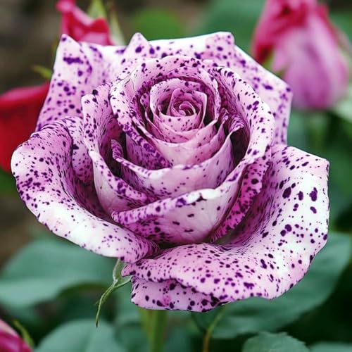 Pflegeleicht Rosen-Rhizom, Überraschend wachsend, Winterhart Mehrjährig, Geeignet für Frühling und Herbst, Kein Gießen Erforderlich-4 Rhizom-C von KMIODS