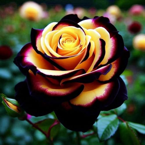 Pflegeleicht Rosen-Rhizom, Überraschend wachsend, Winterhart Mehrjährig, Geeignet für Frühling und Herbst, Kein Gießen Erforderlich-4 Rhizom-E von KMIODS
