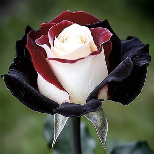 Pflegeleicht Rosen-Rhizom, Überraschend wachsend, Winterhart Mehrjährig, Geeignet für Frühling und Herbst, Kein Gießen Erforderlich-4 Rhizom-F von KMIODS
