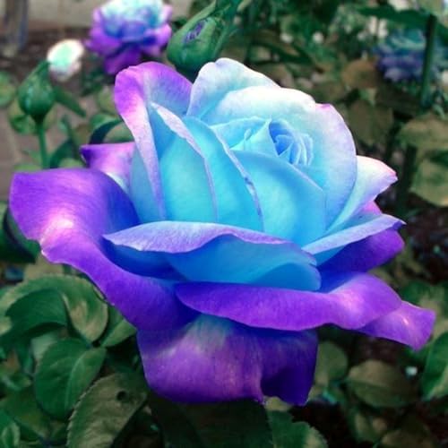 Rosen-Rhizom, Überraschend Wachsend, Winterhart Mehrjährig, Geeignet für Frühling und Herbst, Kein Gießen Erforderlich von KMIODS