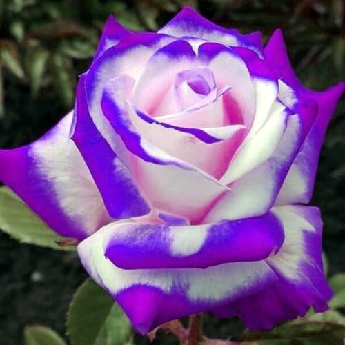 Rosen-Rhizom, Überraschend Wachsend, Winterhart Mehrjährig, Geeignet für Frühling und Herbst, Kein Gießen Erforderlich von KMIODS