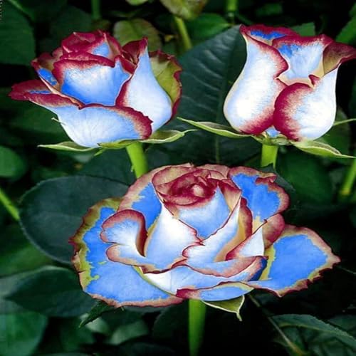 Rosen-Rhizom, Überraschend Wachsend, Winterhart Mehrjährig, Geeignet für Frühling und Herbst, Kein Gießen Erforderlich von KMIODS