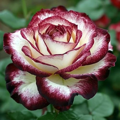 Rosen-Rhizom (Großpackung), Überraschend wachsend, Winterhart Mehrjährig, Geeignet für Frühling und Herbst, Kein Gießen Erforderlich-2 Rhizom-H von KMIODS
