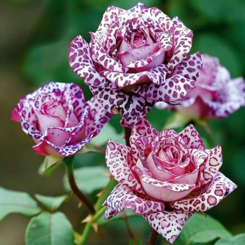 Rosen-Rhizom (Großpackung), Überraschend wachsend, Winterhart Mehrjährig, Geeignet für Frühling und Herbst, Kein Gießen Erforderlich-3 Rhizom-C von KMIODS